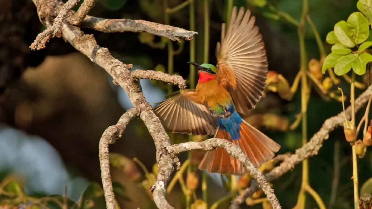 why-semuliki-national-park-is-best-for-birding-trips-in-uganda