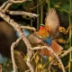why-semuliki-national-park-is-best-for-birding-trips-in-uganda