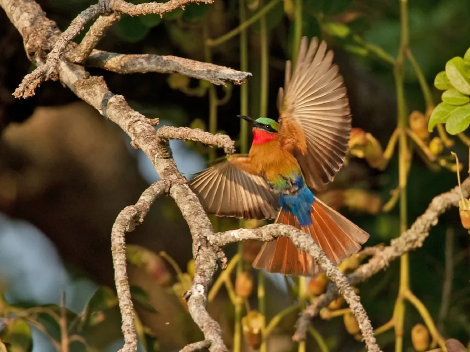 why-semuliki-national-park-is-best-for-birding-trips-in-uganda