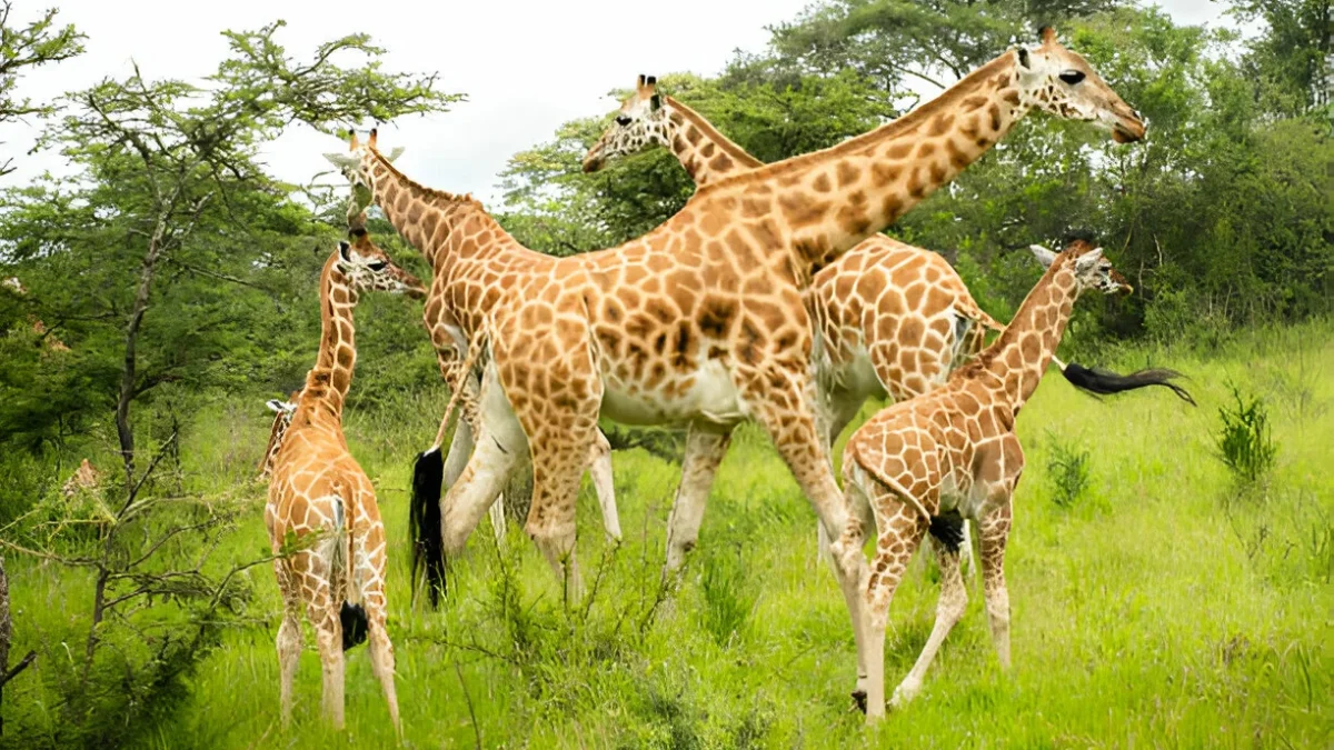 two-days-tour-to-lake-mburo-national-park