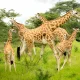 two-days-tour-to-lake-mburo-national-park