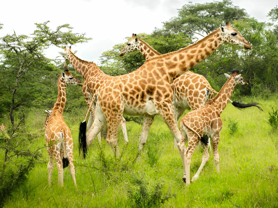 two-days-tour-to-lake-mburo-national-park