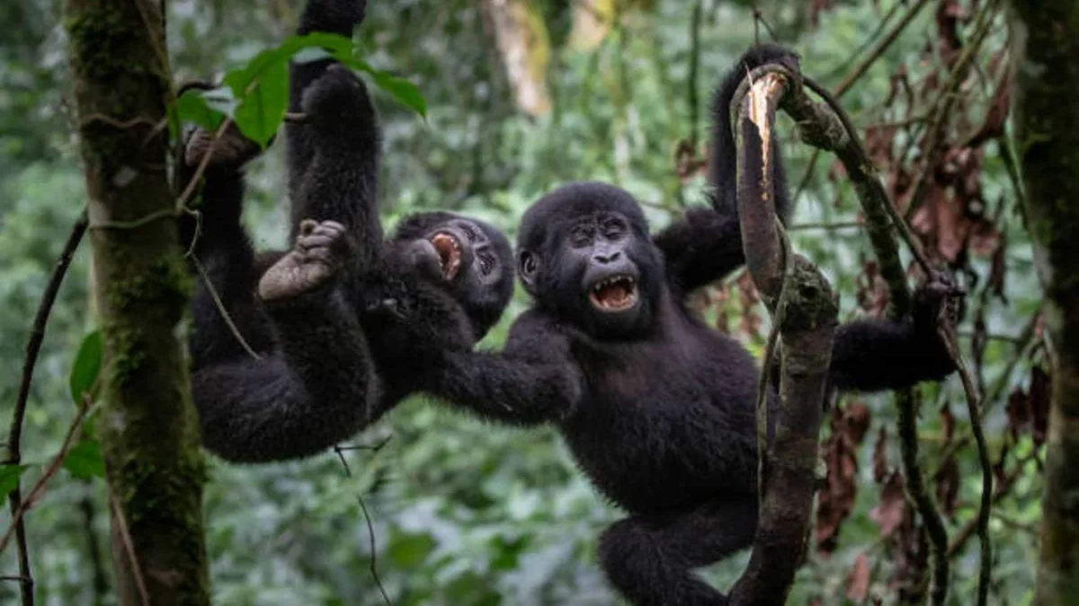 gorilla-trekking-tours-starting-from-kampala