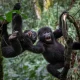 gorilla-trekking-tours-starting-from-kampala