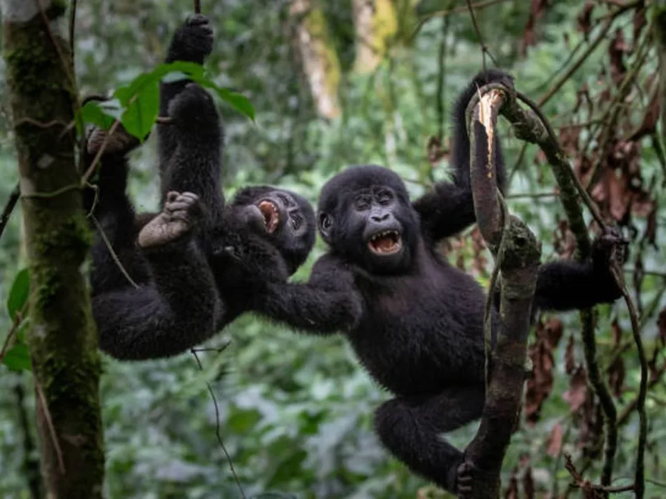 gorilla-trekking-tours-starting-from-kampala