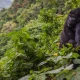 bwindi-gorilla-safari-and-cultural-tour-in-one-tour
