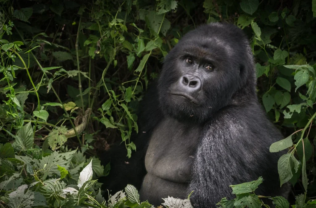 can-i-book-a-gorilla-permit-for-mgahinga-national-park