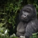 can-i-book-a-gorilla-permit-for-mgahinga-national-park