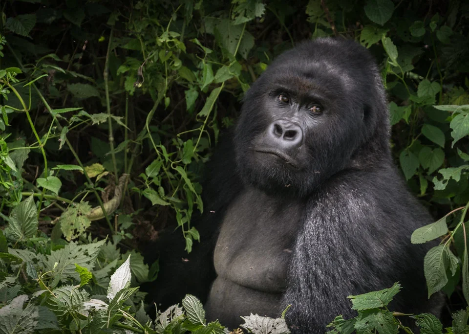can-i-book-a-gorilla-permit-for-mgahinga-national-park