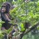 ugandan-tour-to-all-national-parks
