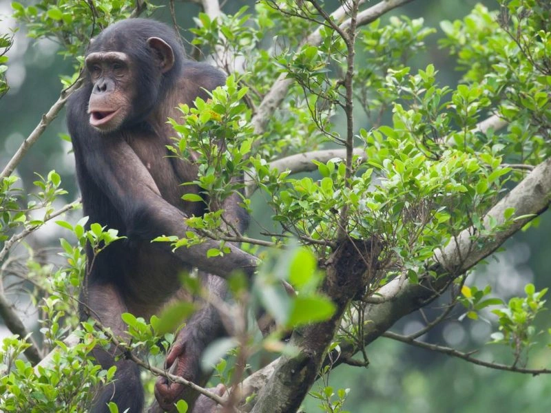 ugandan-tour-to-all-national-parks