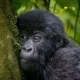 discounted-gorilla-safaris-for-africans