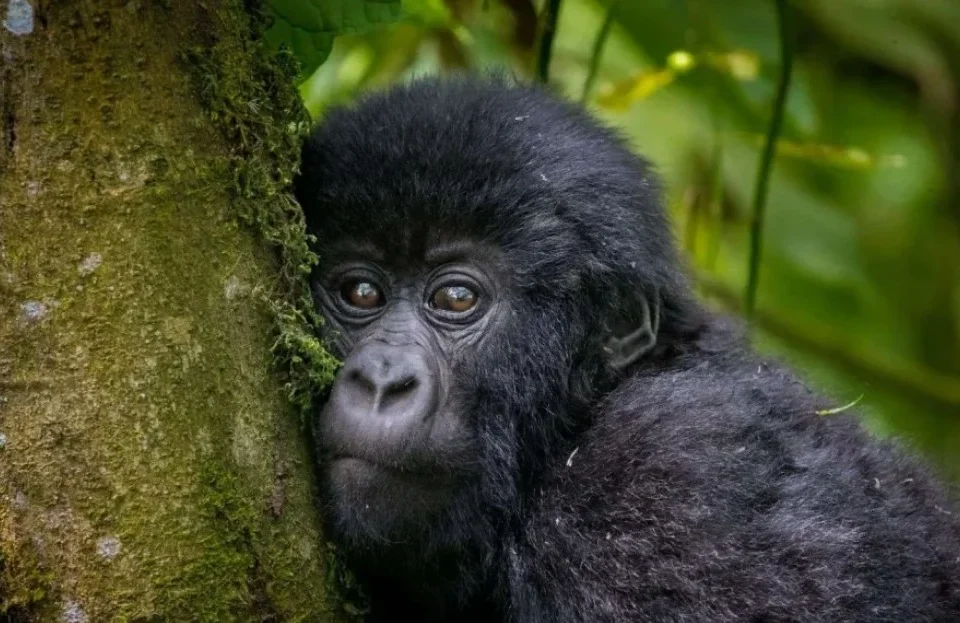 discounted-gorilla-safaris-for-africans