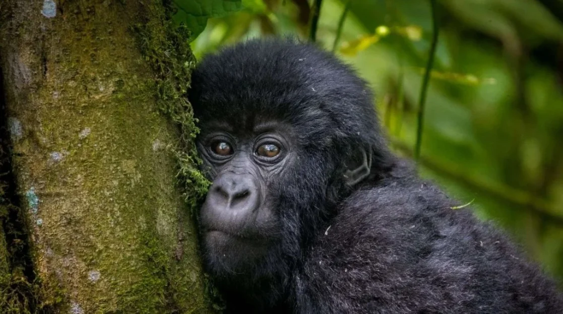 discounted-gorilla-safaris-for-africans