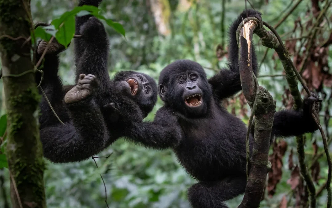 gorilla-tracking-and-hiking-in-uganda