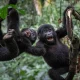 gorilla-tracking-and-hiking-in-uganda