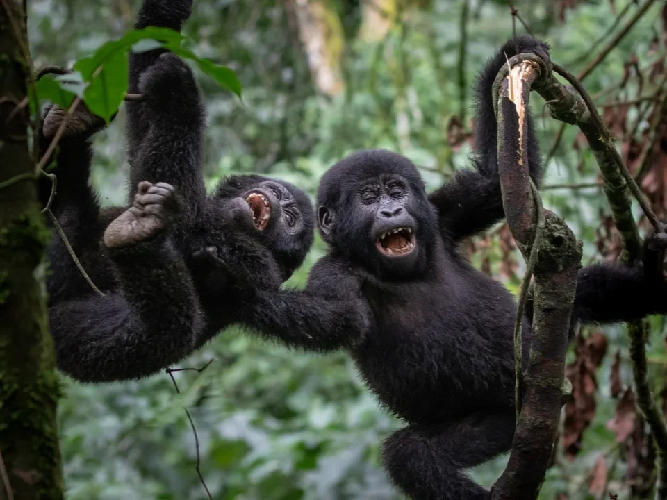 gorilla-tracking-and-hiking-in-uganda