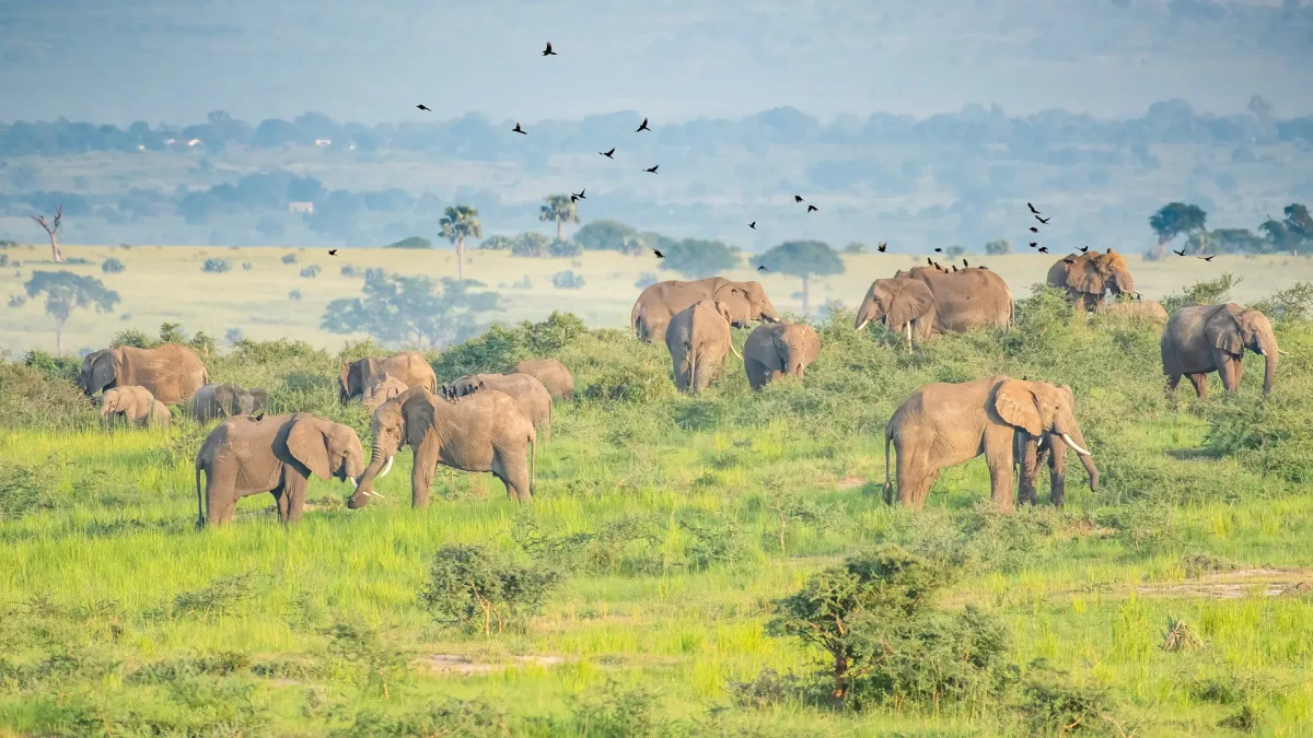 murchison-falls-safari-with-nearby-national-parks