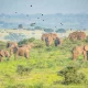 murchison-falls-safari-with-nearby-national-parks