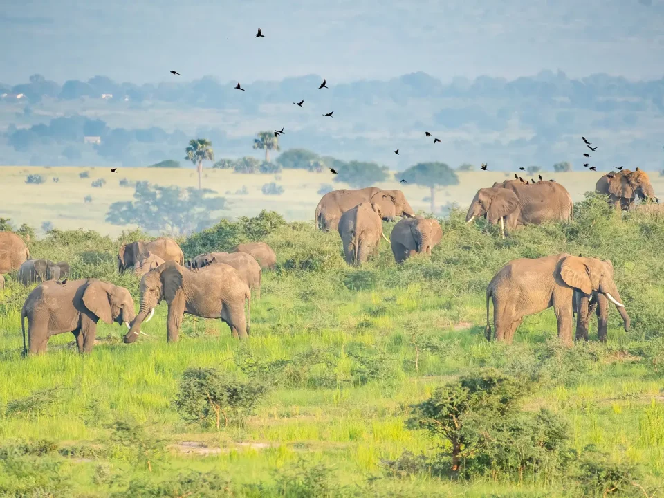 murchison-falls-safari-with-nearby-national-parks