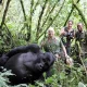 gorilla-safaris-with-families-in-uganda