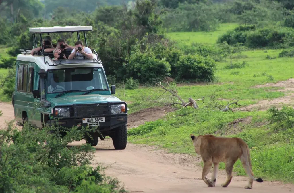 gorilla-trek-in-bwindi-and-murchison-falls-in-one-tour