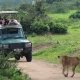 gorilla-trek-in-bwindi-and-murchison-falls-in-one-tour