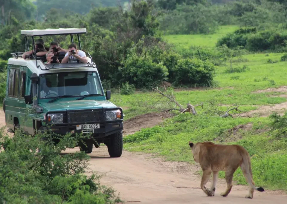 gorilla-trek-in-bwindi-and-murchison-falls-in-one-tour