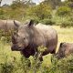 combining-murchison-falls-with-ziwa-rhinos