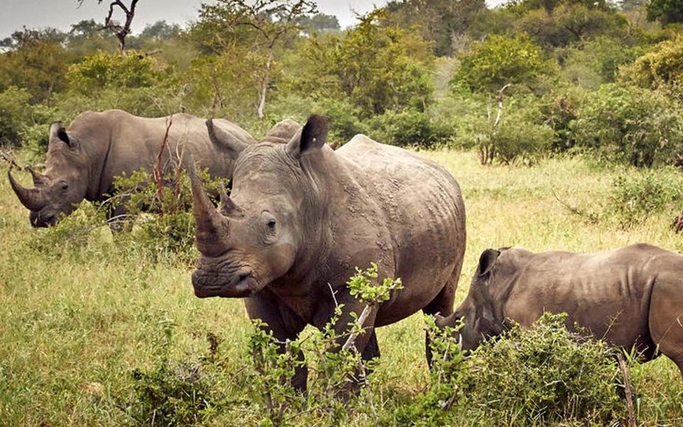 combining-murchison-falls-with-ziwa-rhinos
