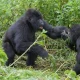 gorilla-safaris-in-uganda-for-families