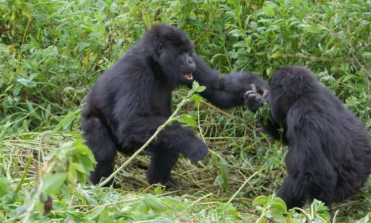 gorilla-safaris-in-uganda-for-families