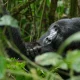 can-i-book-a-gorilla-tour-in-uganda-now