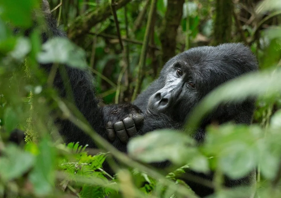 can-i-book-a-gorilla-tour-in-uganda-now