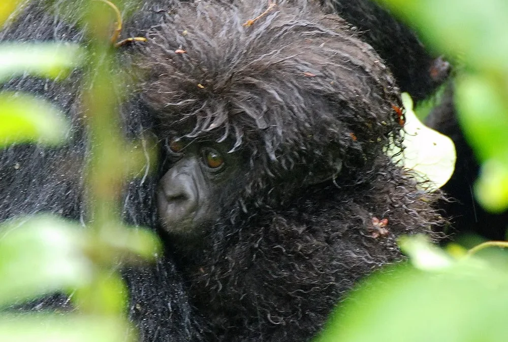 private-transfers-from-kigali-to-buhoma-bwindi
