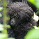 private-transfers-from-kigali-to-buhoma-bwindi