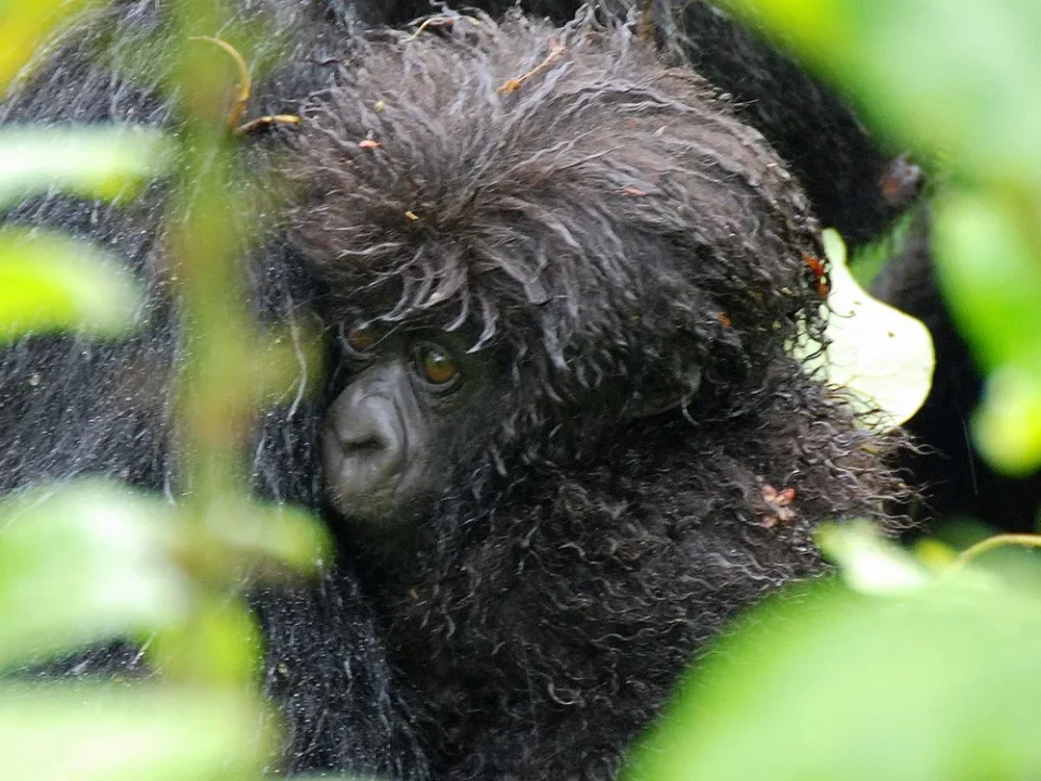 private-transfers-from-kigali-to-buhoma-bwindi