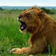 wildlife-in-murchison-falls-national-park