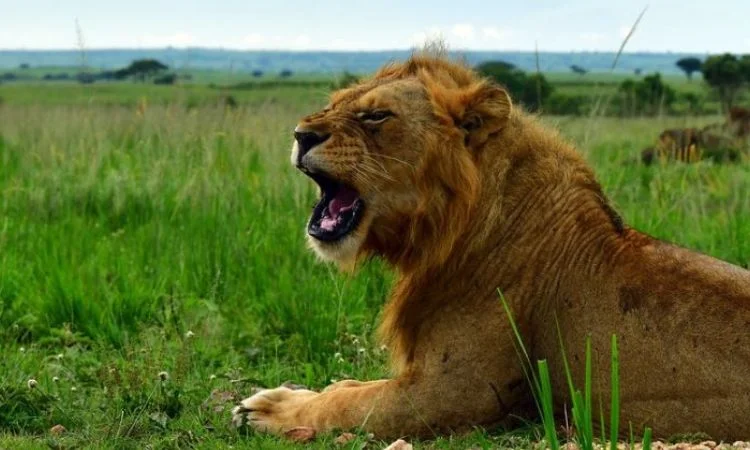 wildlife-in-murchison-falls-national-park