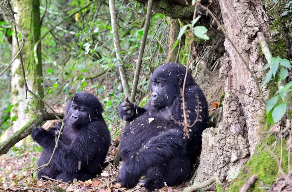 transfers-from-kampala-to-bwindi-national-park