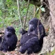 transfers-from-kampala-to-bwindi-national-park