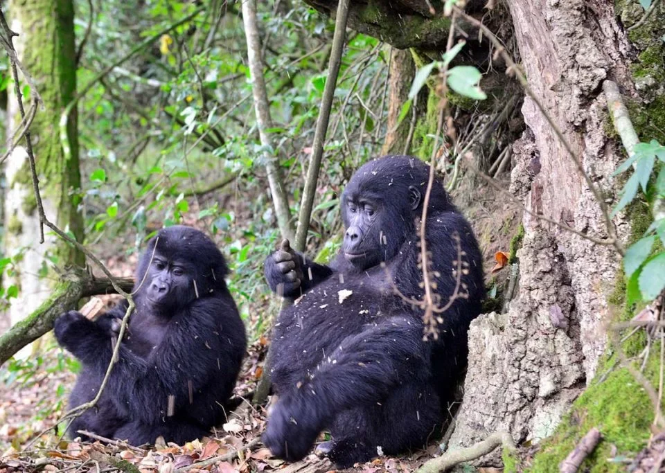 transfers-from-kampala-to-bwindi-national-park