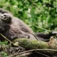 uganda-safaris-covering-gorilla-and-wildlife-for-families
