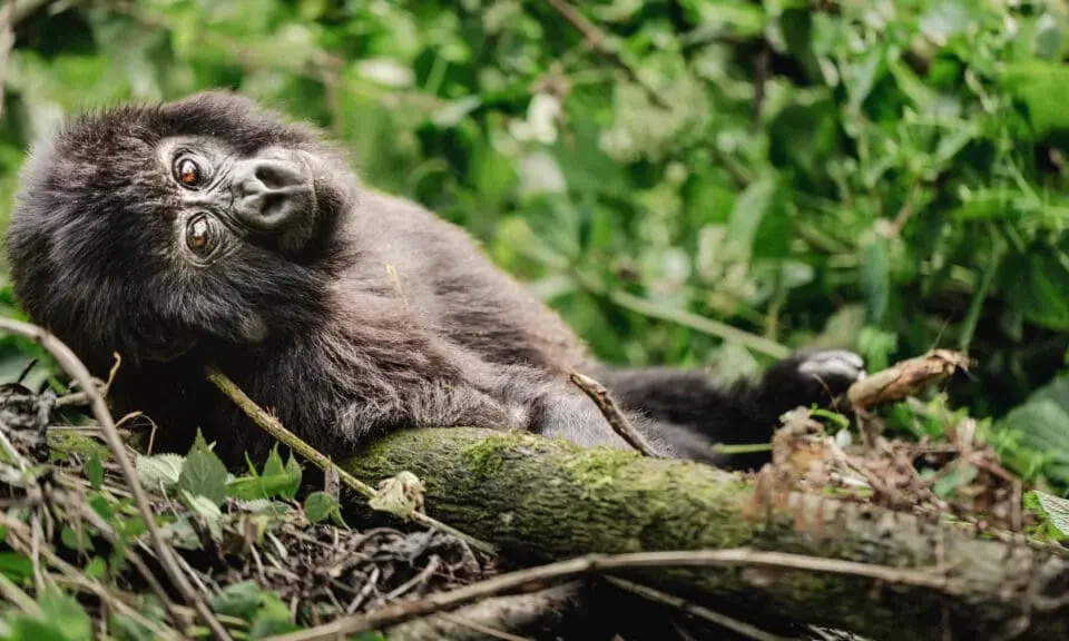 uganda-safaris-covering-gorilla-and-wildlife-for-families