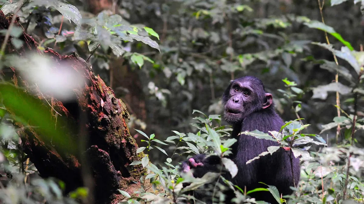 can-i-book-a-chimpanzee-tracking-tour-in-uganda-now