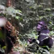 can-i-book-a-chimpanzee-tracking-tour-in-uganda-now