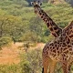 4-days-safari-to-sipi-falls-and-kidepo-national-park