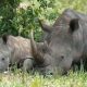 uganda-tours-to-murchison-falls-ziwa-rhinos-and-kibale