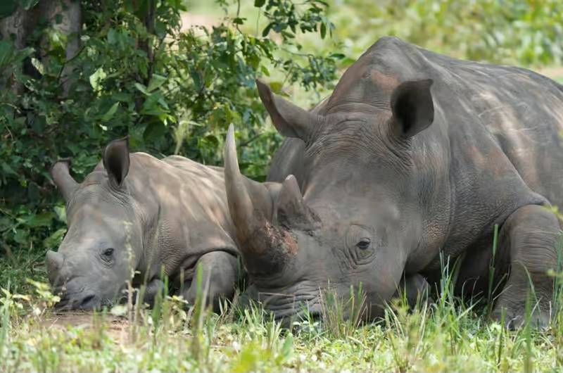uganda-tours-to-murchison-falls-ziwa-rhinos-and-kibale