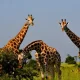 which-animals-are-found-in-murchison-falls-national-park